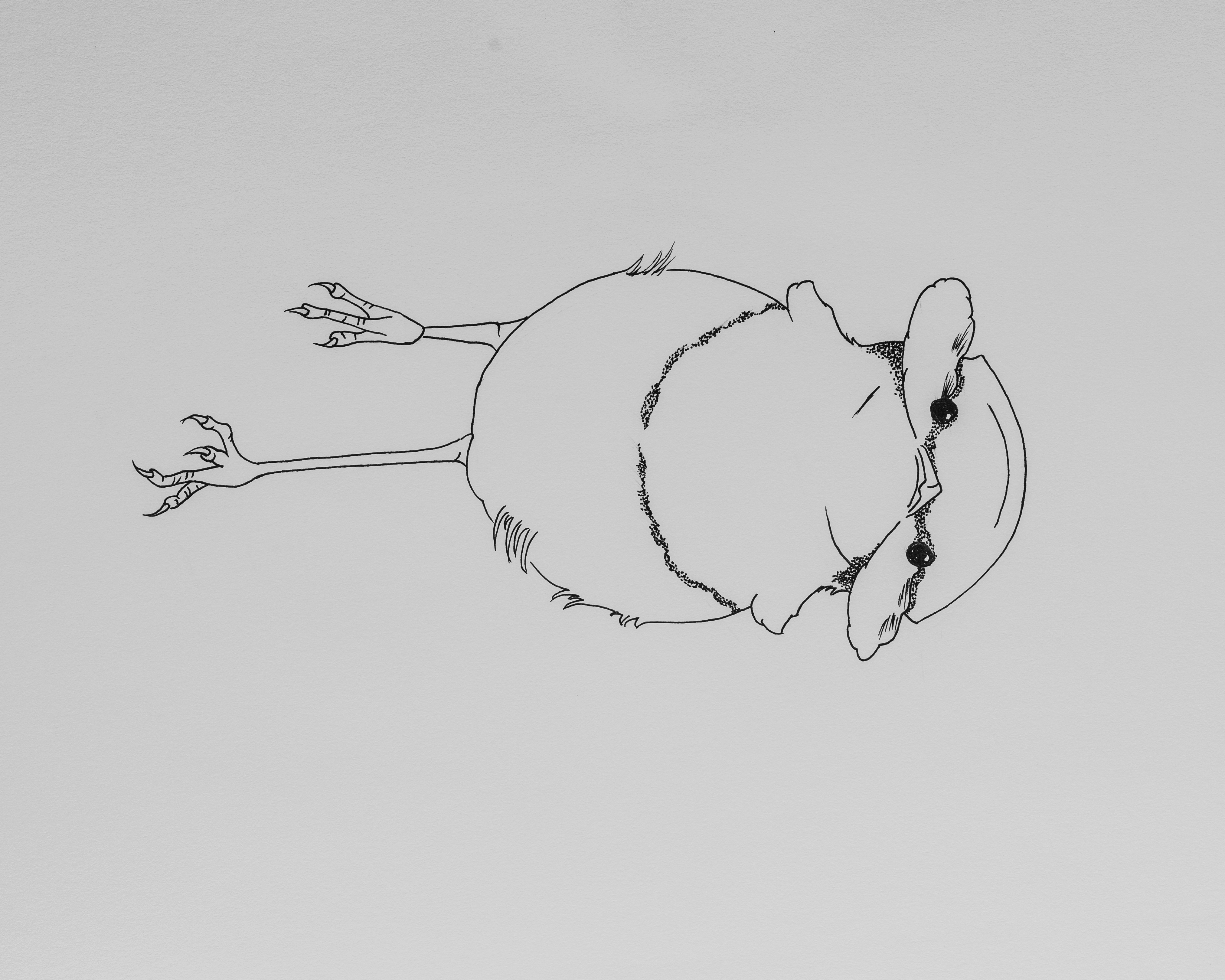 image-alt